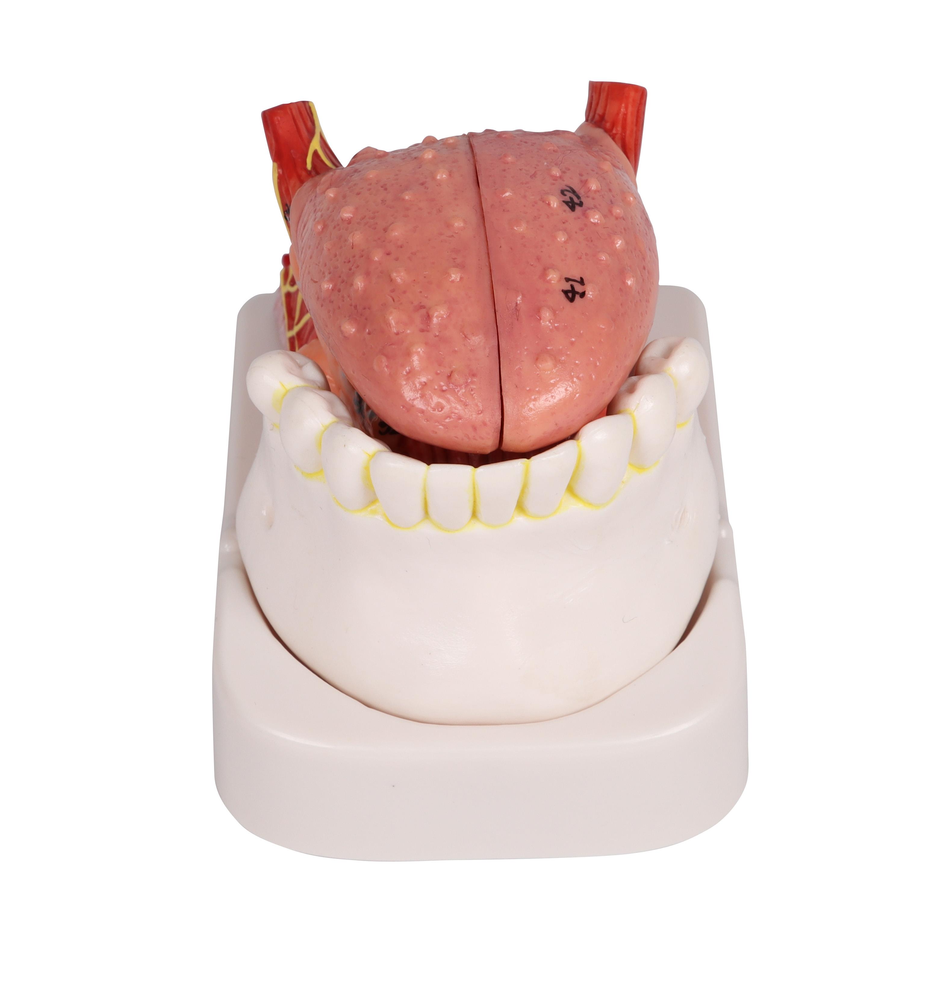 Zungen-und-Zahnmodell-lebensgroß-4-teilig-1