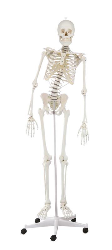Squelette „Hugo“ avec colonne vertébrale mobile