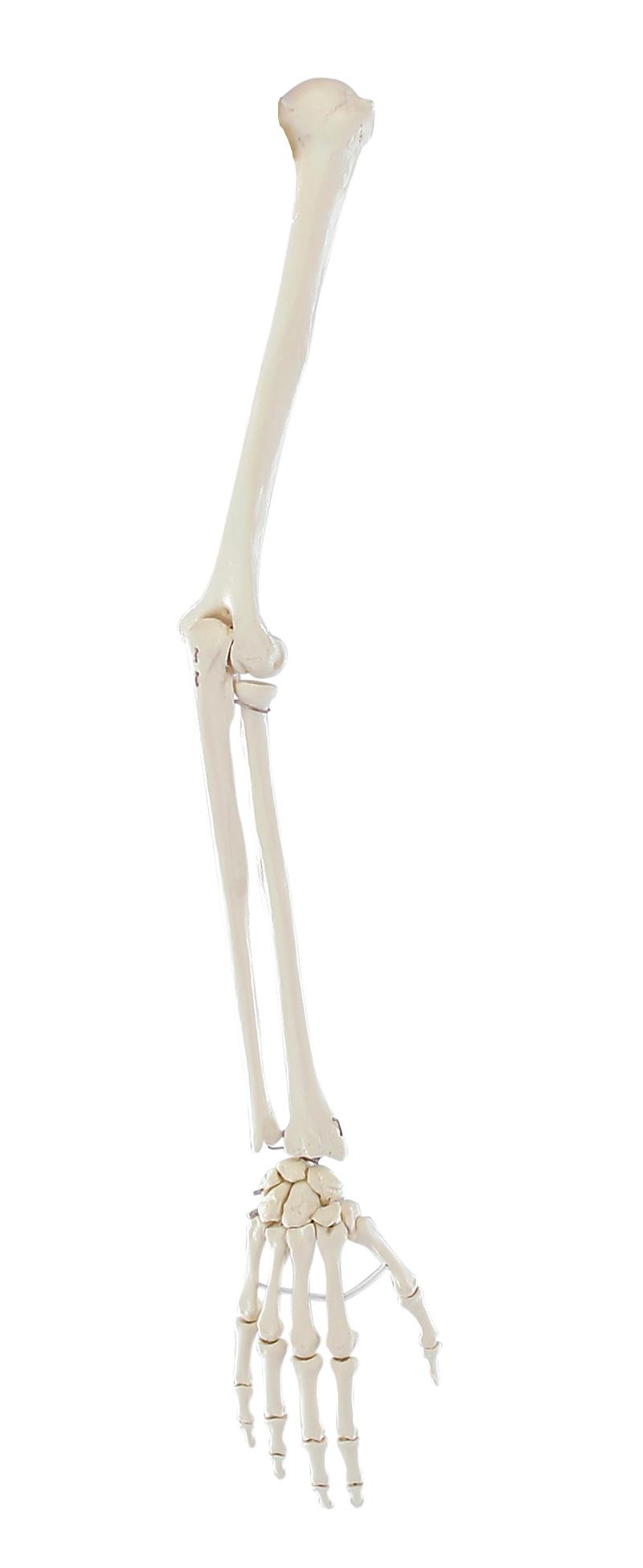 Skeleton of arm