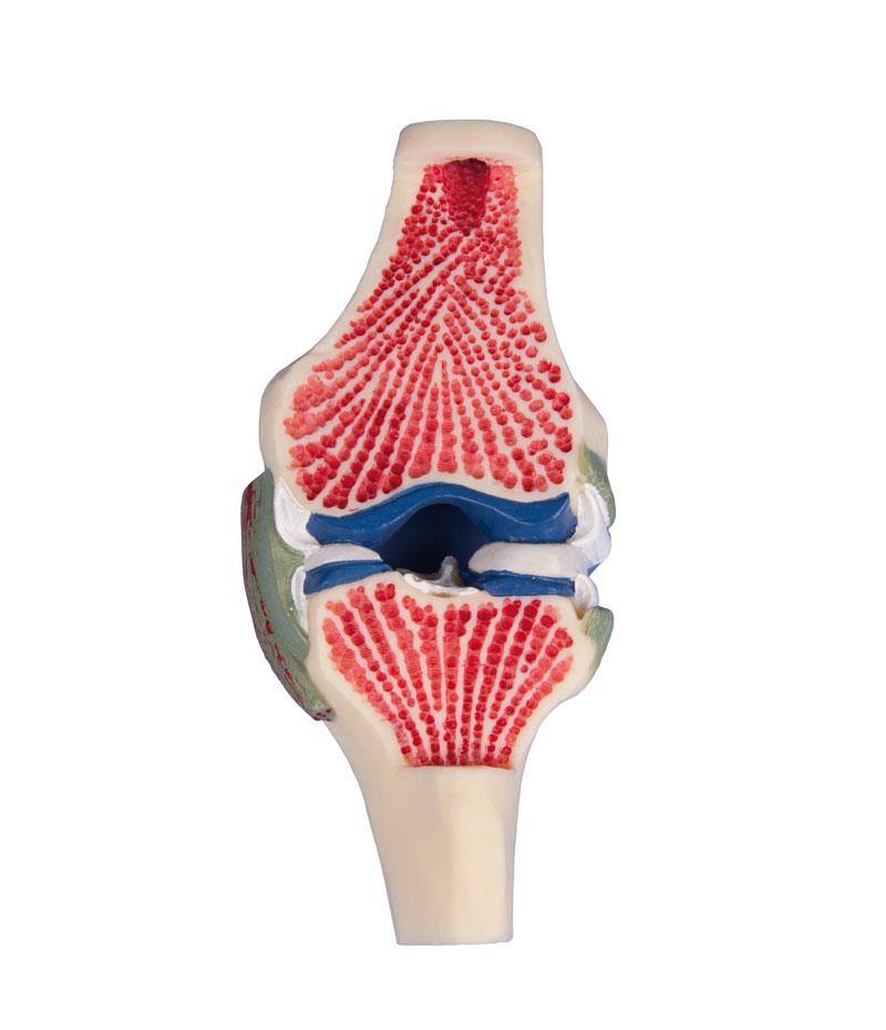 Longitudinal section- model knee