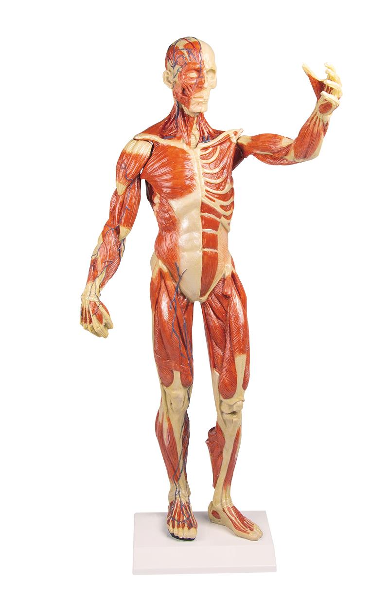 Modèle anatomique de muscle, 1/3 grandeur nature