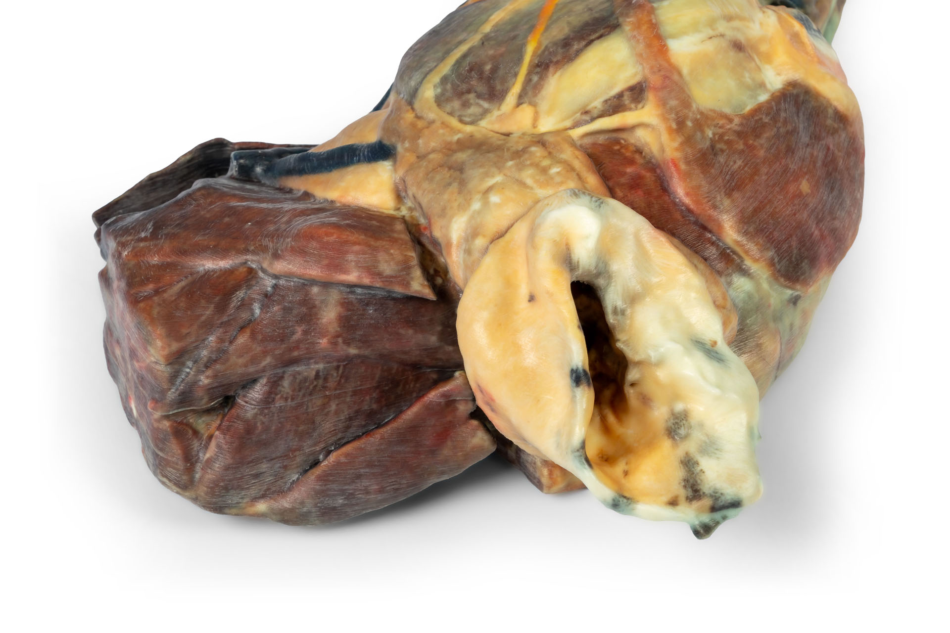 Canine half head – sagittal section