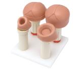 Uterus dilation model set (4 types)
