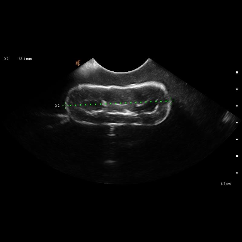 Lillie-Canine-Ultrasound-Phantom-Training-Kit-12