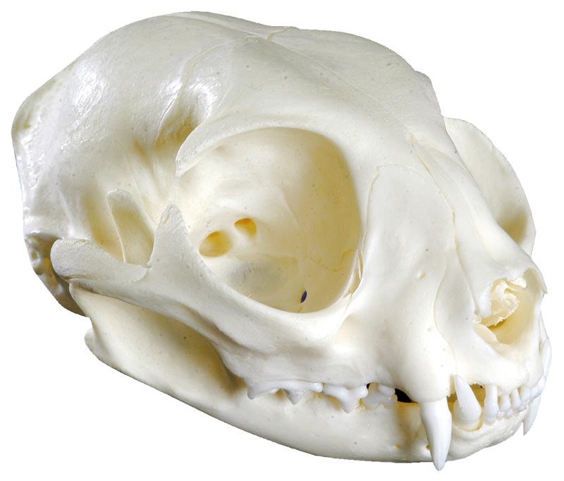Cat Skull (Felis catus, replica)