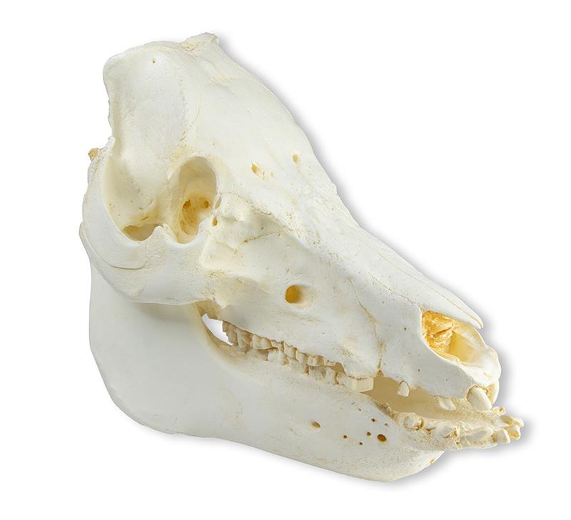 Skull domestic pig (Sus scrofa domesticus)