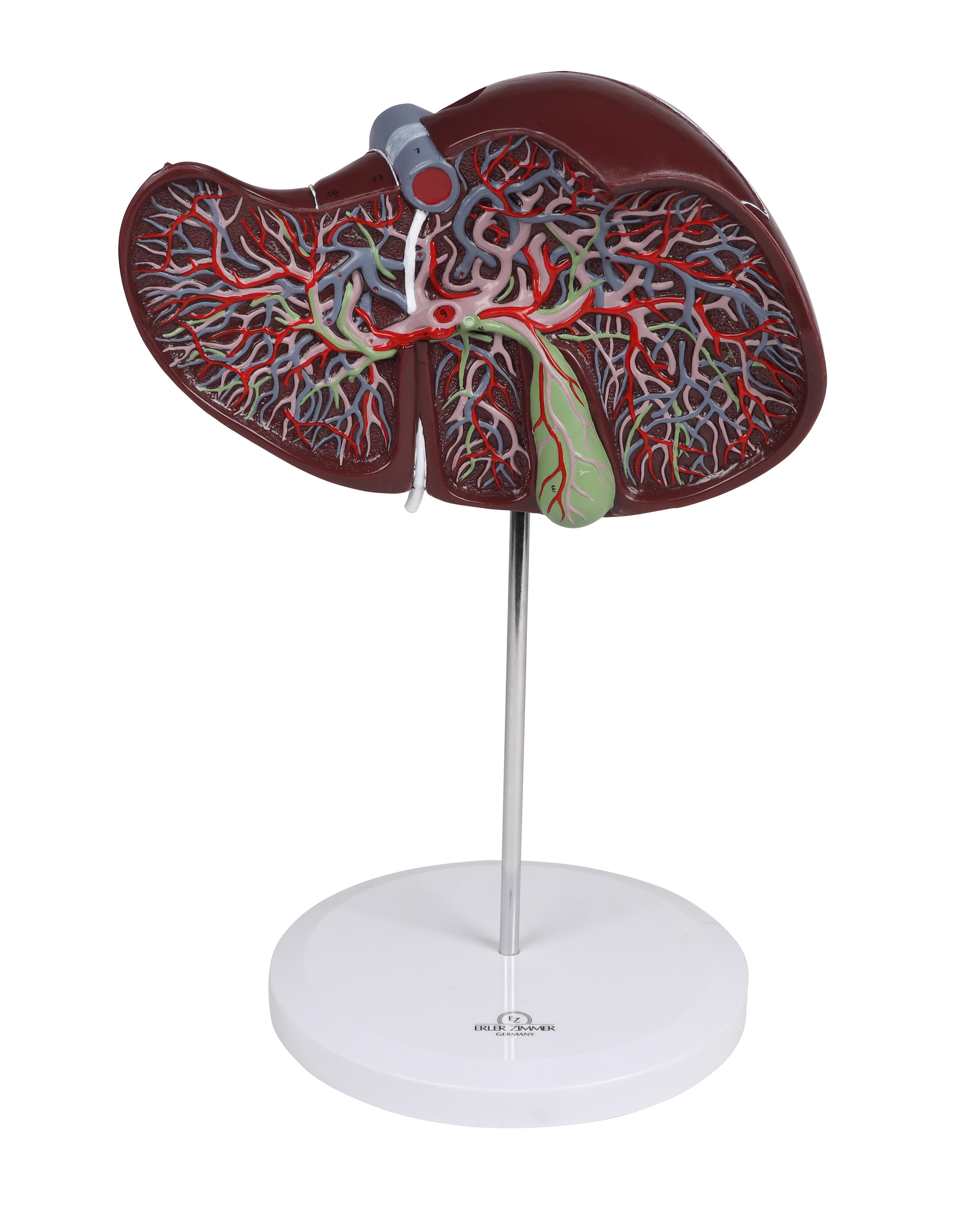 Human-liver-1.5-times-life-size