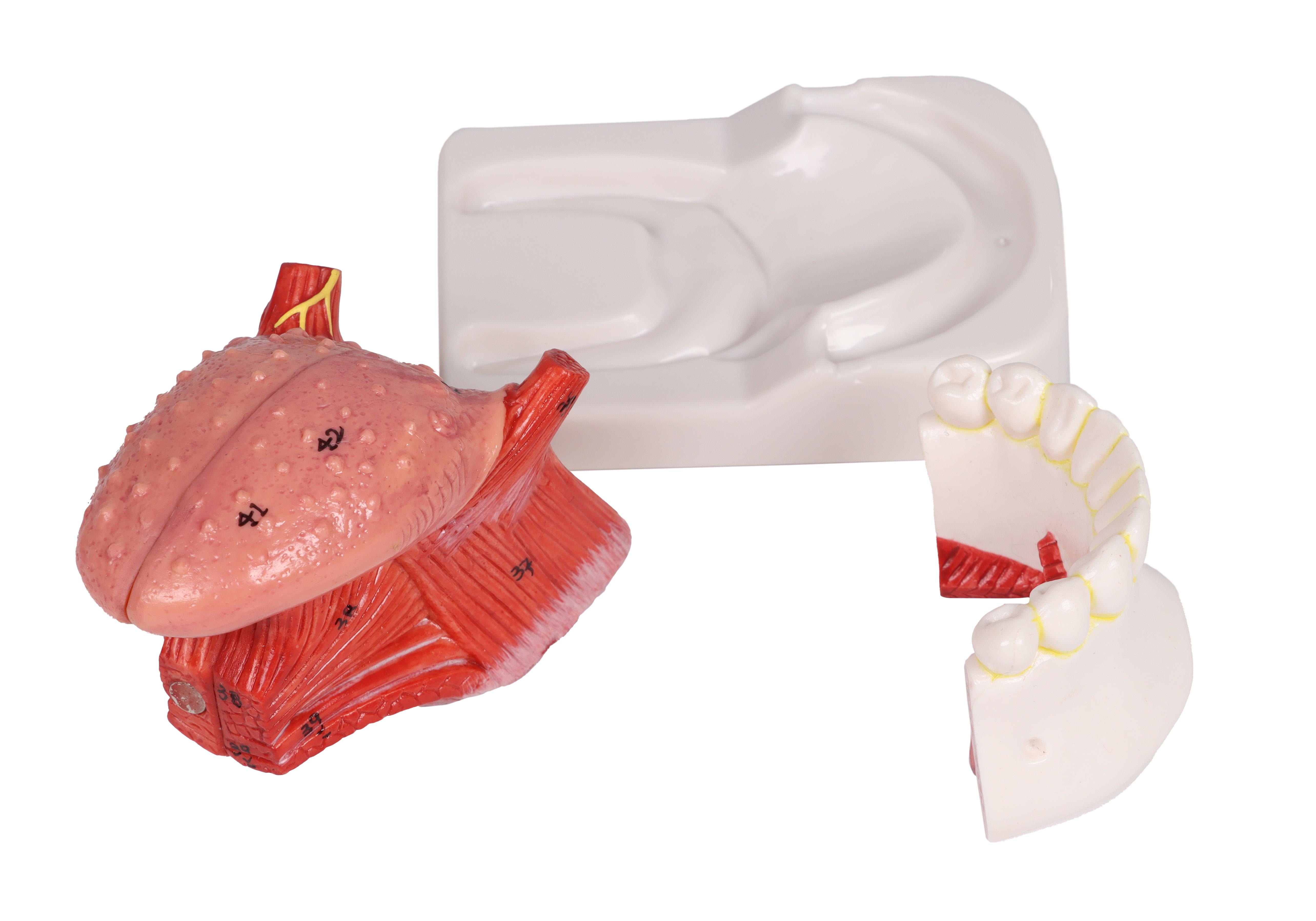 Zungen-und-Zahnmodell-lebensgroß-4-teilig-5