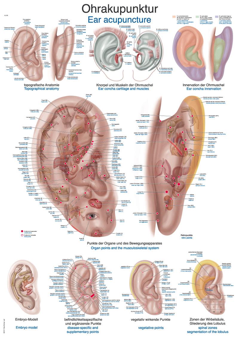 Chart Ear acupuncture, 70x100cm