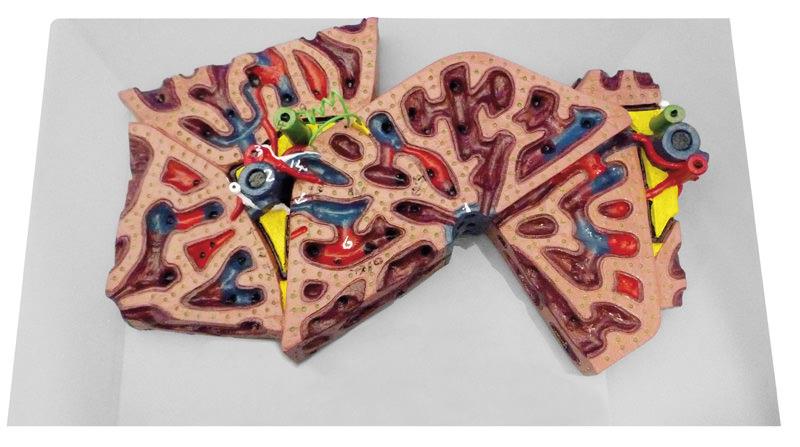 Liver Lobule