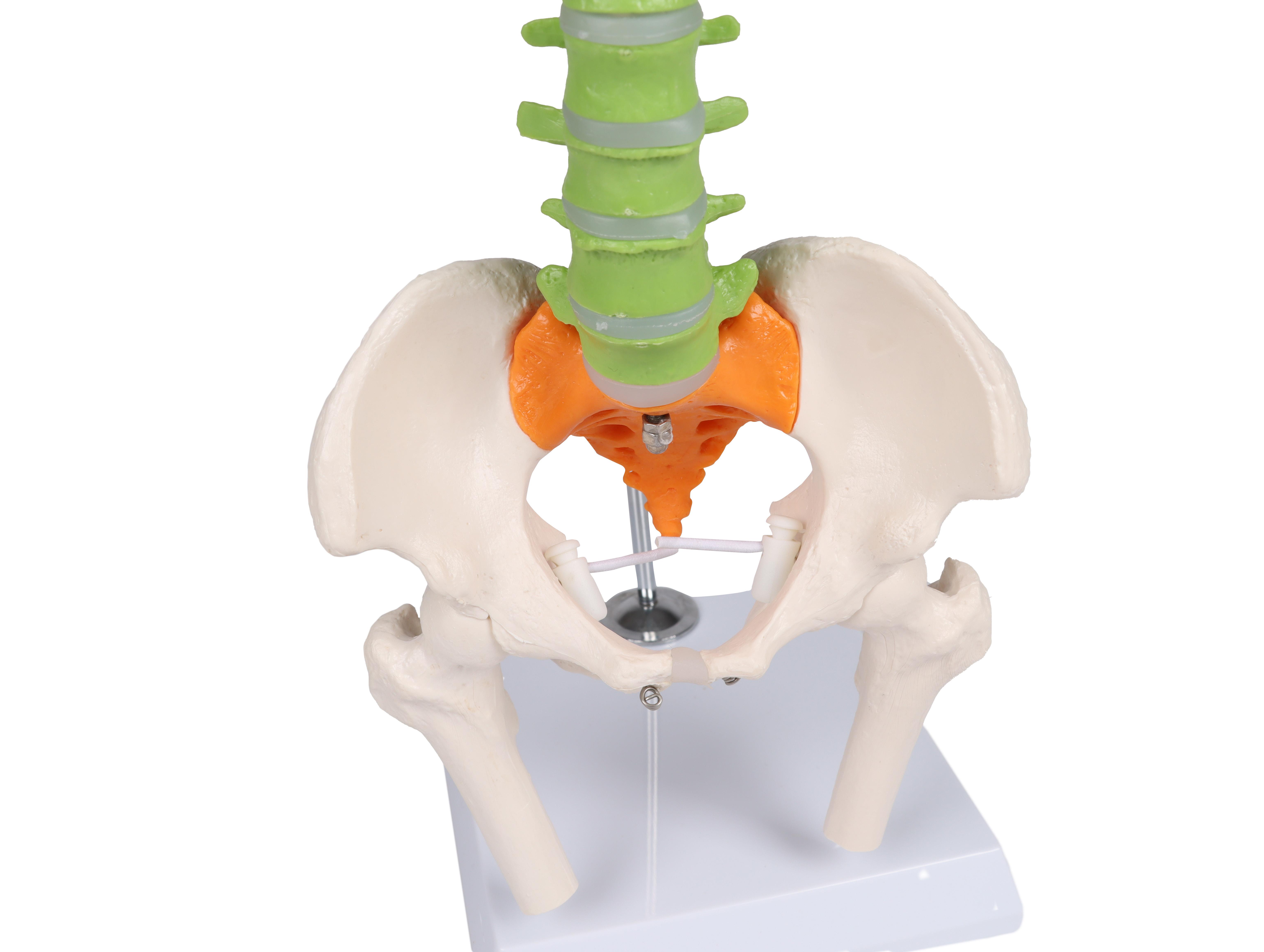 Colonne-vertébrale-miniature-flexible-didactique-3