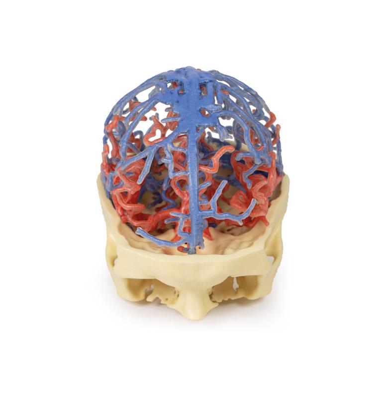3D Printed Anatomy - Arterial and Venous Circulation