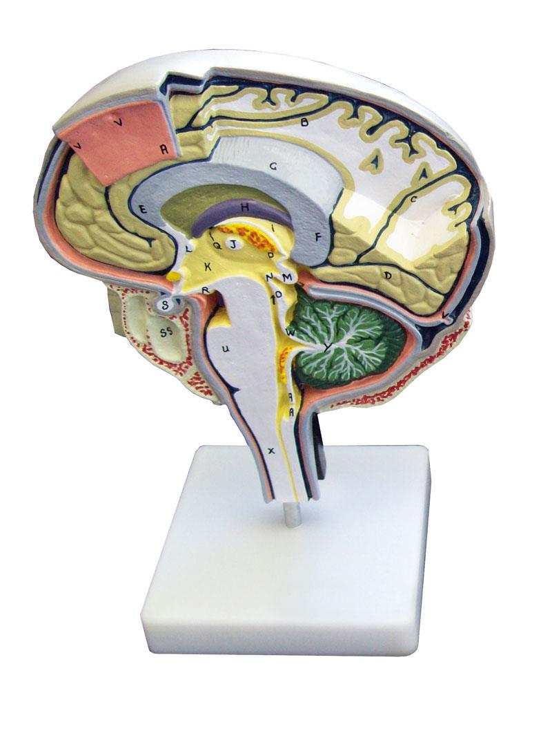 Section du cerveau