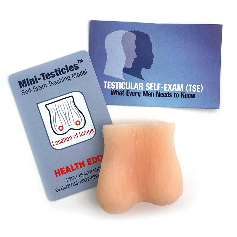 Testicle Self Examination Model