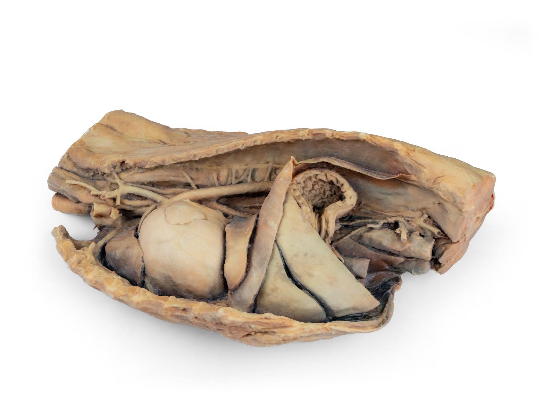 Canine-thoracic-cavity-left-side-3