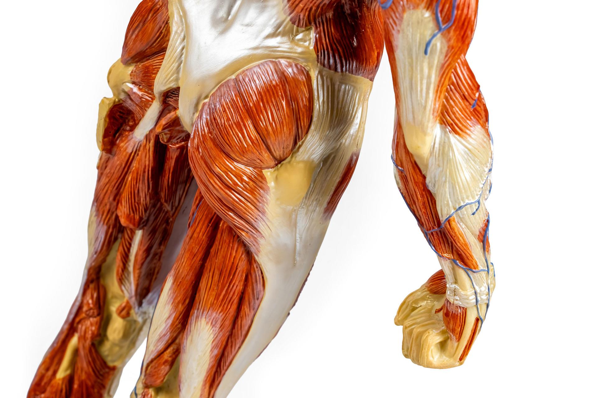 Muscular-figure-1-3-natural-size-8