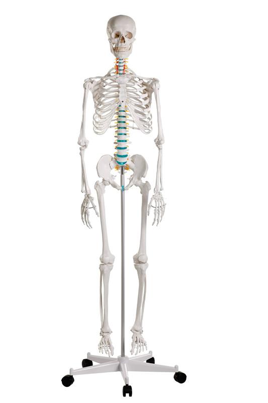 Didactic skeleton “Oscar”
