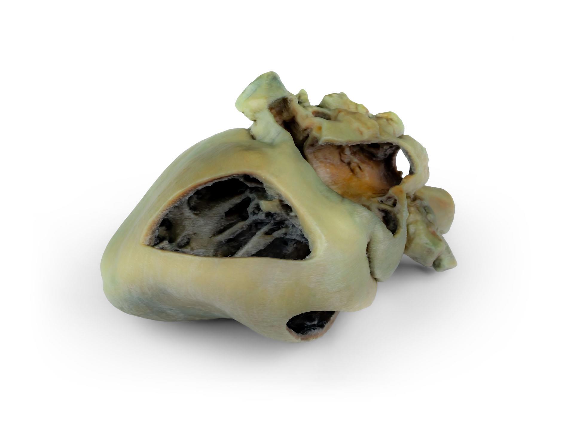 Canine-heart-with-dissection-2