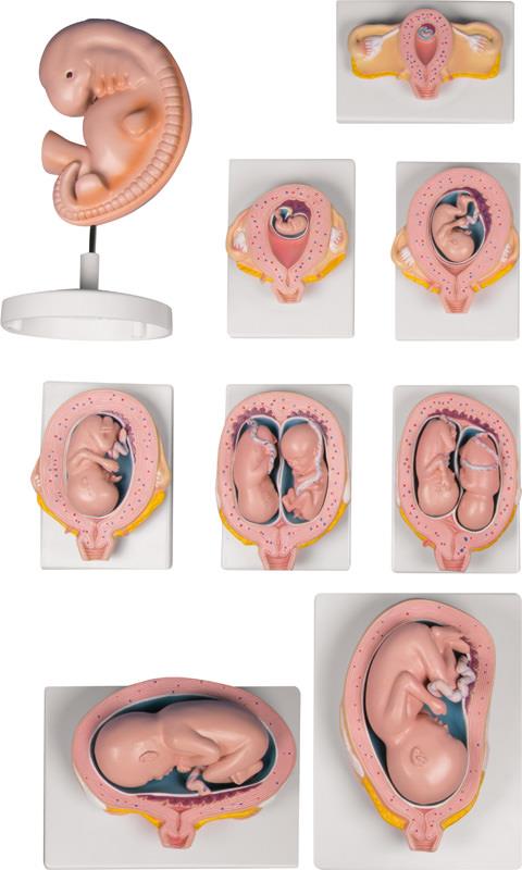 Pregnancy Model Set, 9 models