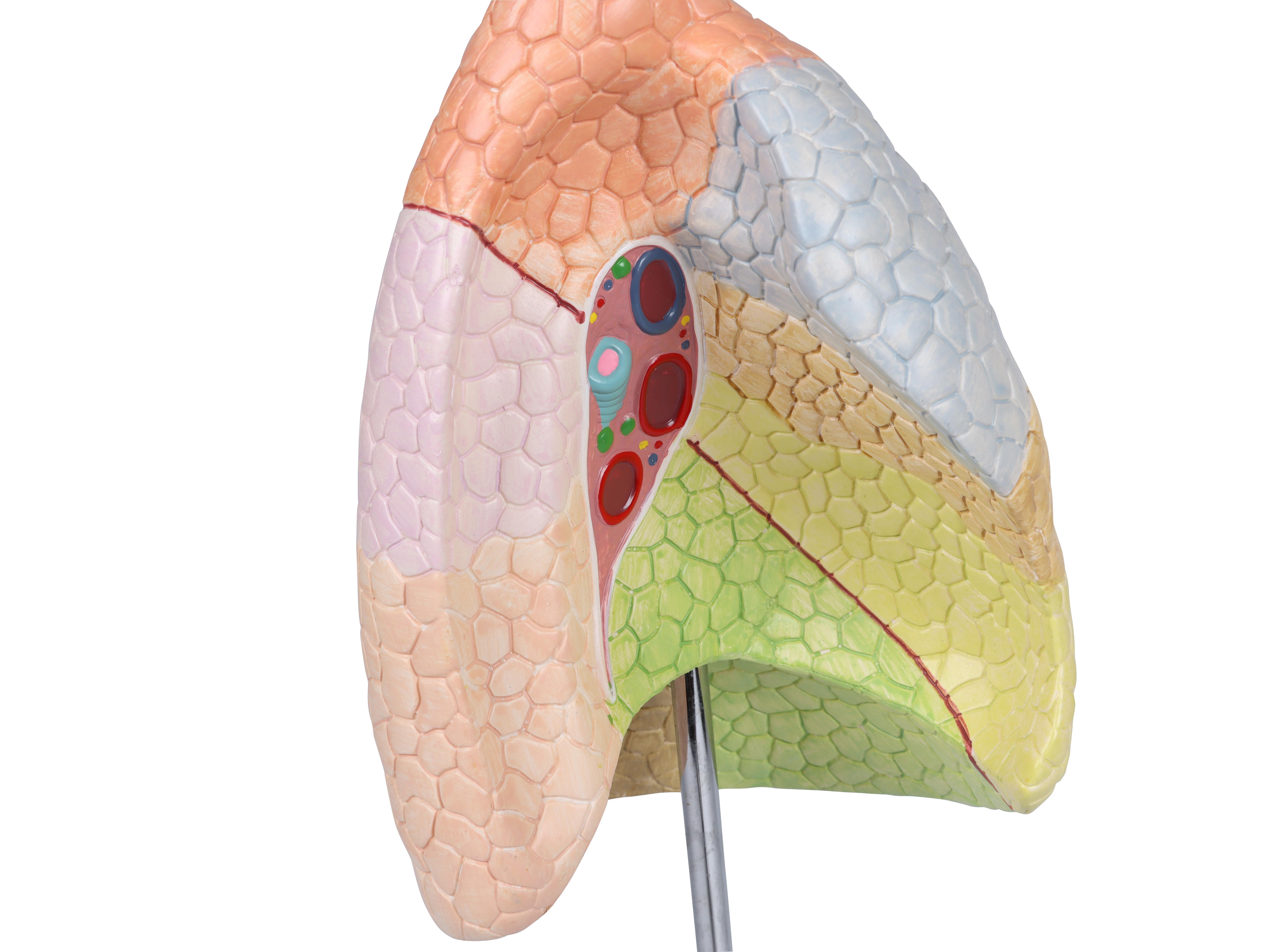 Didaktisches-Lungenmodell-lebensgroß-2-teilig-3