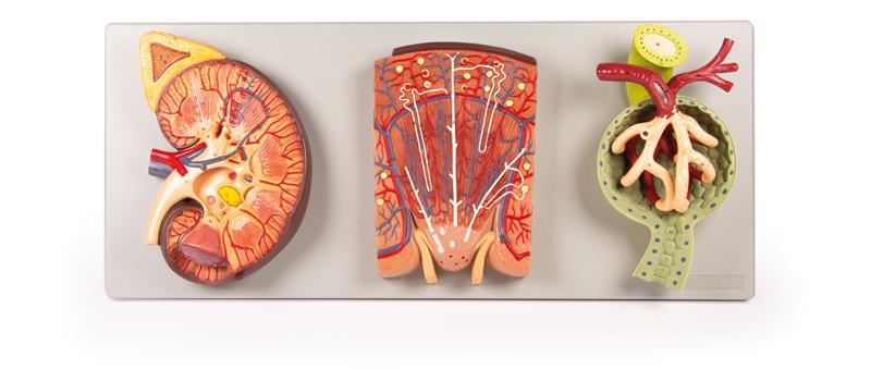 Kidney Section with Renal Nephron and Renal Corpuscle