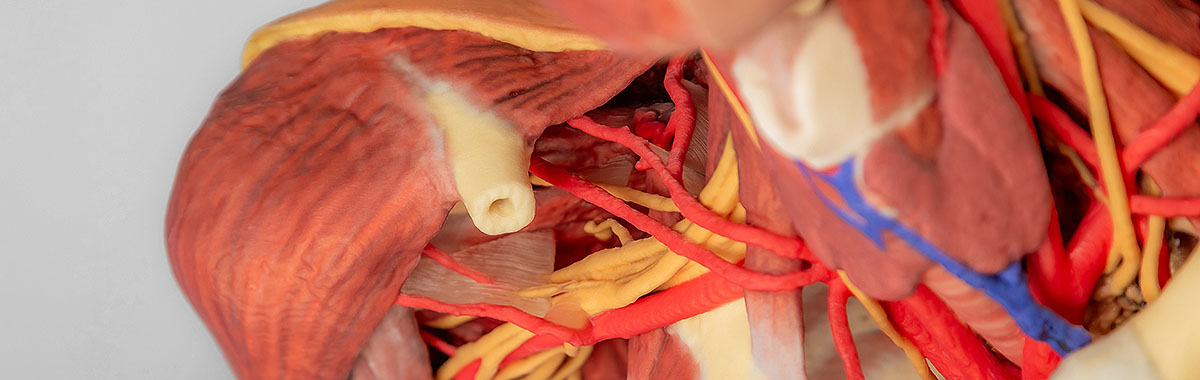 3D Anatomie Modelle