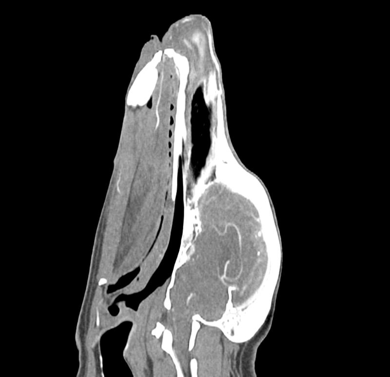 Dog-head-Phantom-for-CT-and-X-ray-1