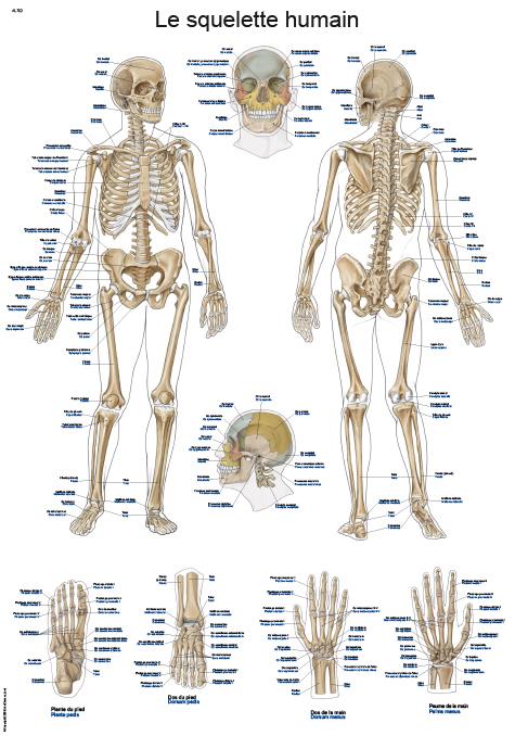 Chart "Le squelette humain", 50x70cm