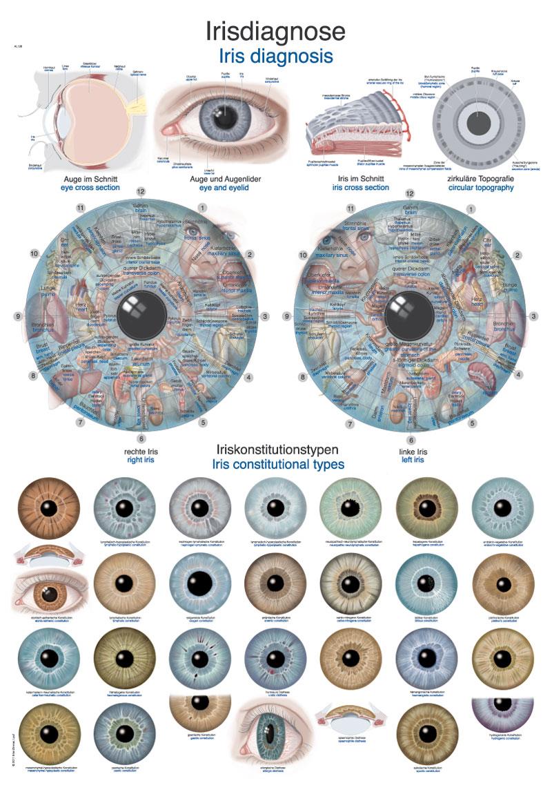 Lehrtafel "Irisdiagnose", 50x70cm