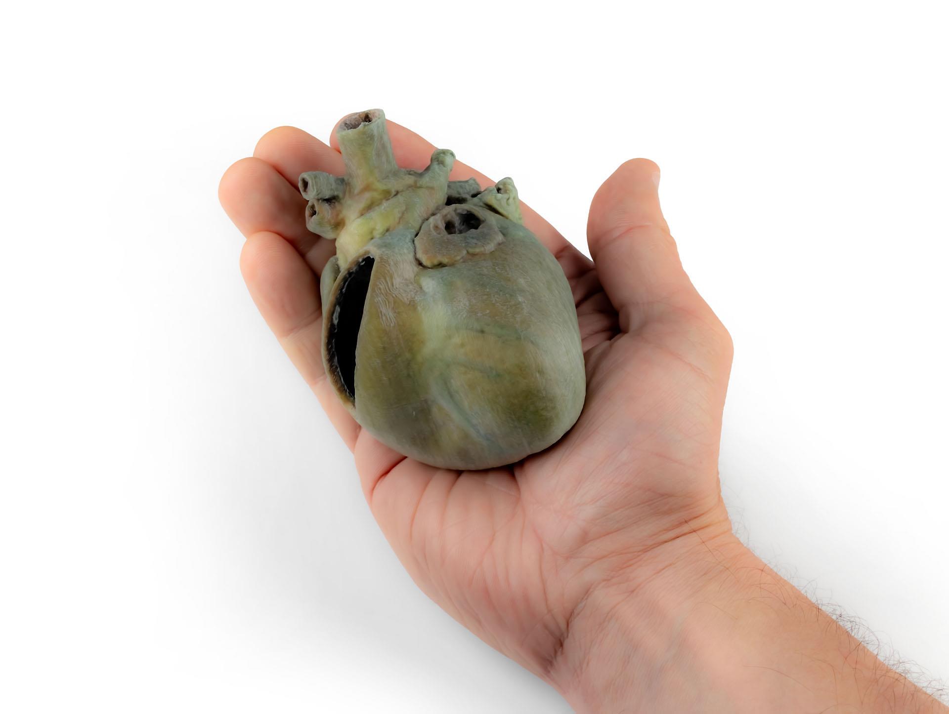 Canine-heart-with-dissection-7