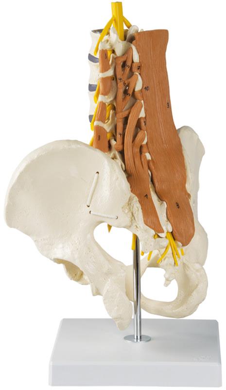 Pelvis, lumbar spine and lumbar muscles