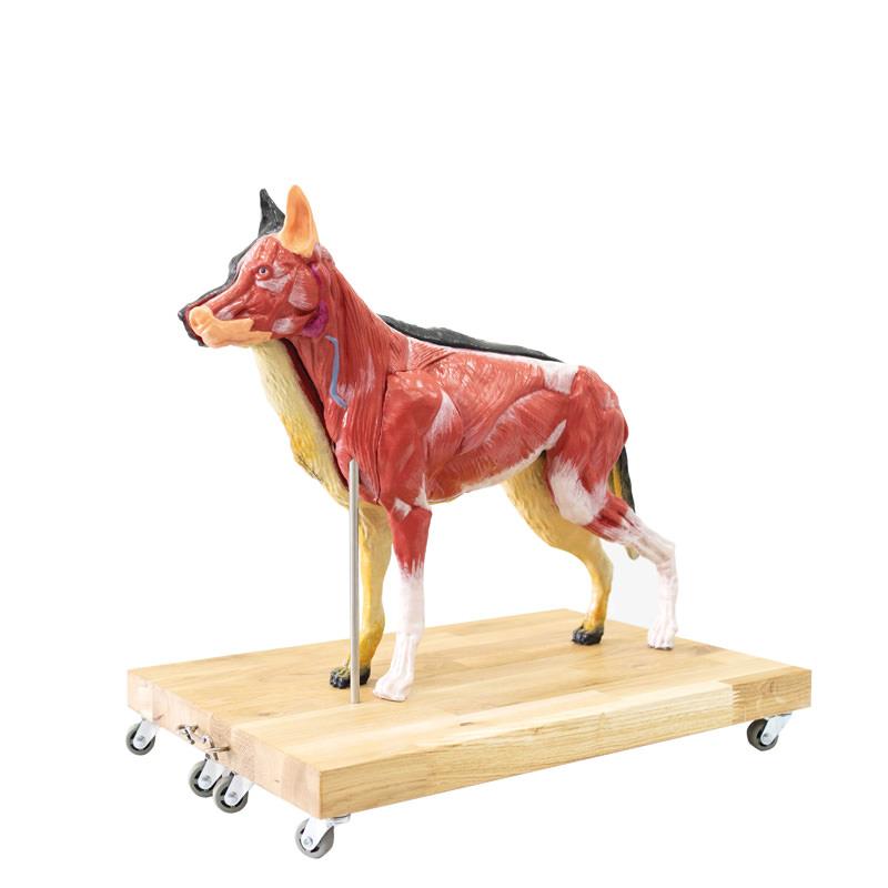 Dog Model (German Shepherd), 11 parts, 2/3 life size
