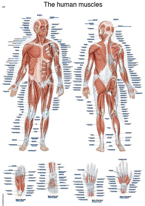 Planche anatomique "La musculature humaine", 50x70 cm