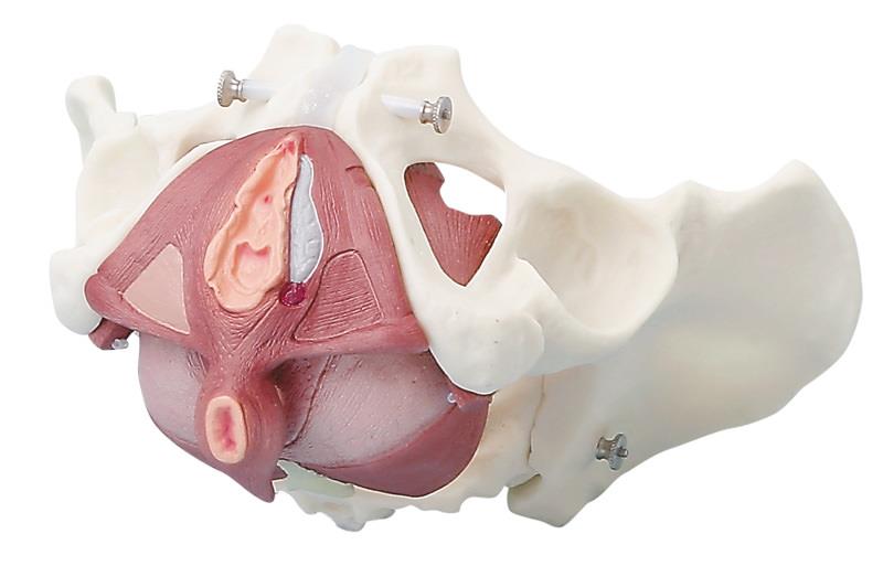 Female pelvis with pelvic floor musculature