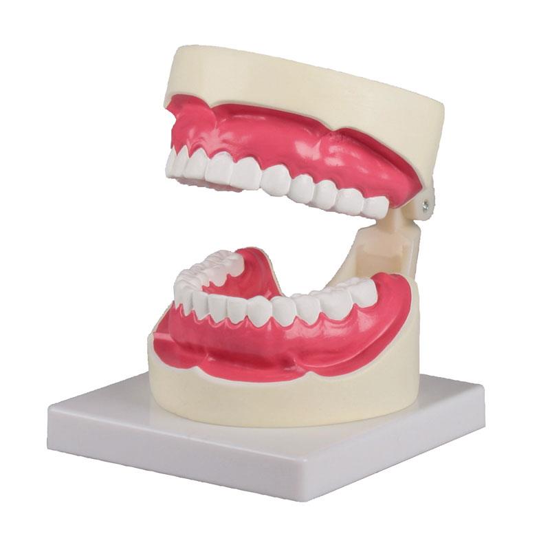 Modèle de soins dentaires, grossi 1,5 fois