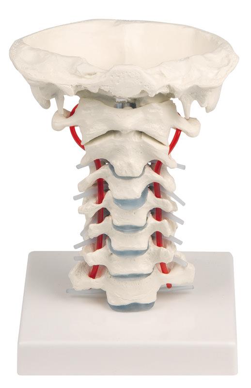 Cervical vertebral column with stand