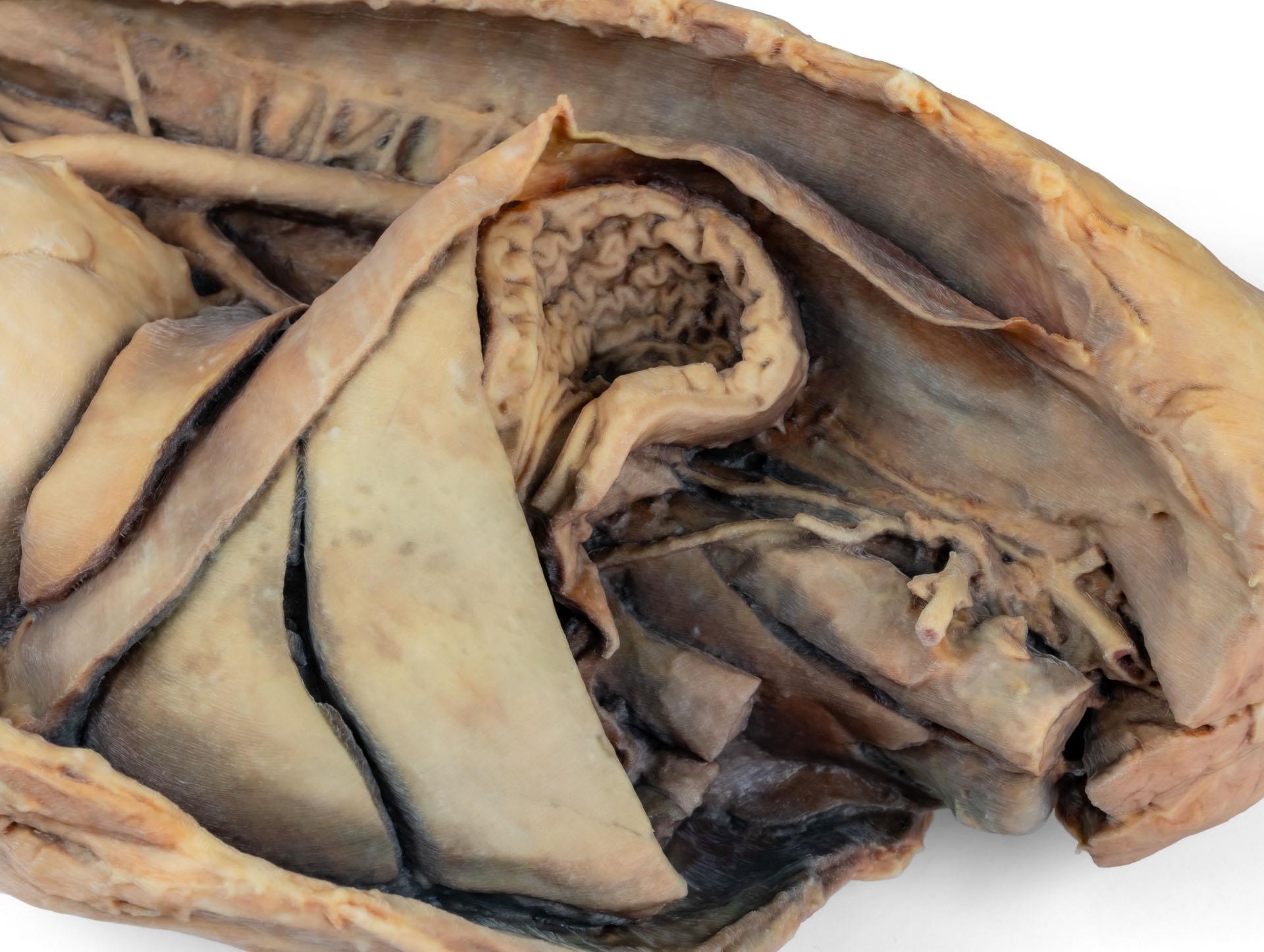 Canine-thoracic-cavity-left-side-7