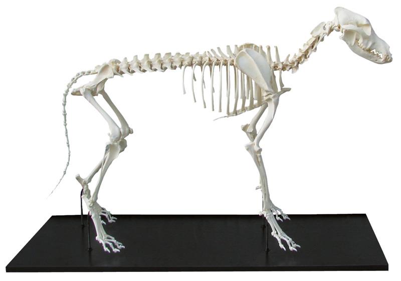 Dog Skeleton, assembled, middle size dog