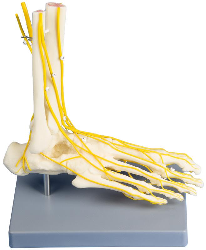 Neuro-Fuß