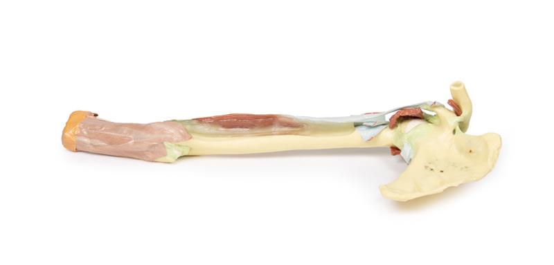 Upper Limb - biceps, bones and ligaments