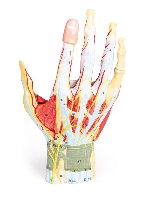 Regional anatomy of the hand, 7 parts