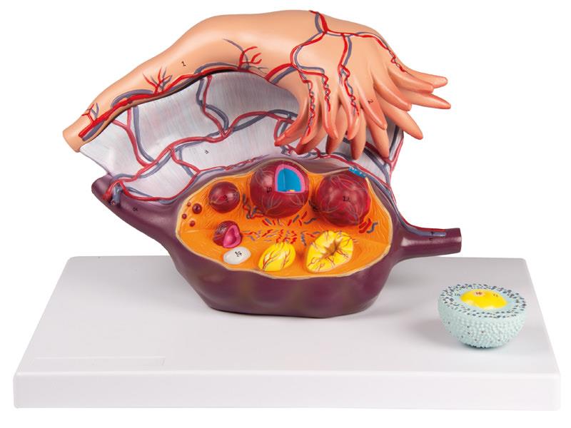 Ovary Structure