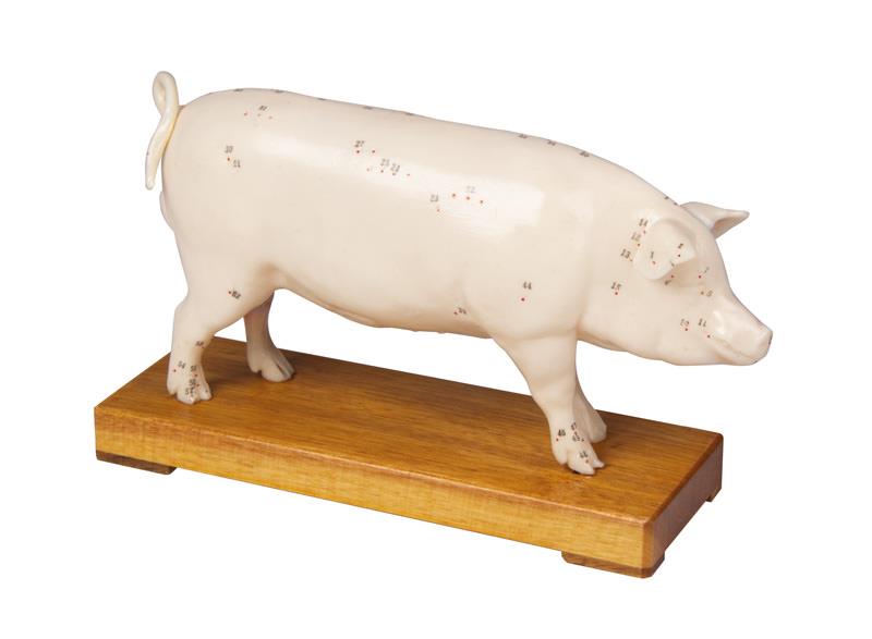 Modèle d´acupuncture, cochon