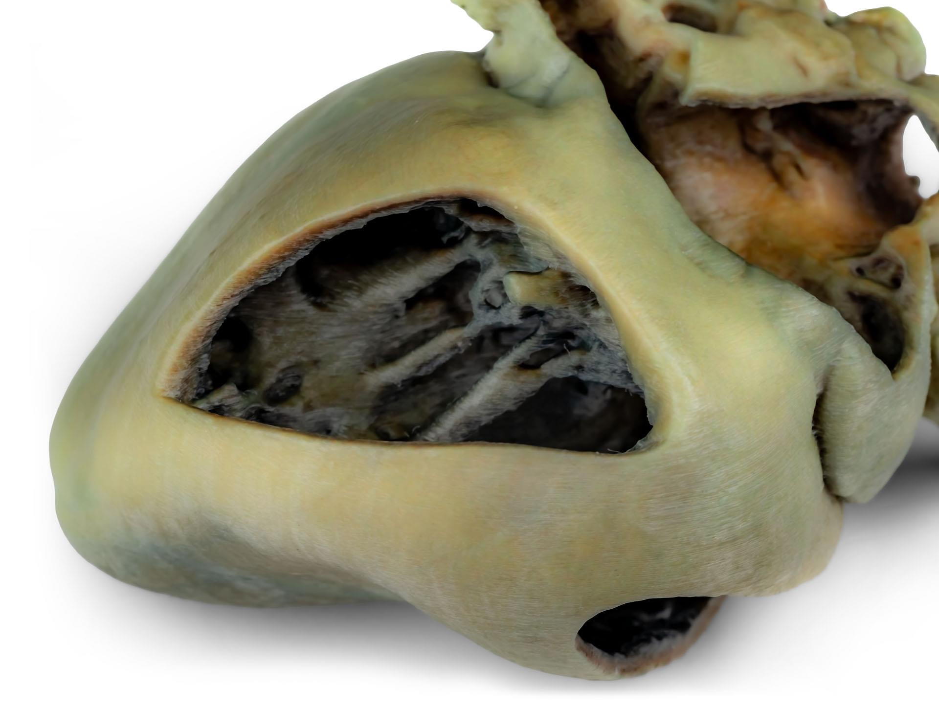 Canine-heart-with-dissection-6