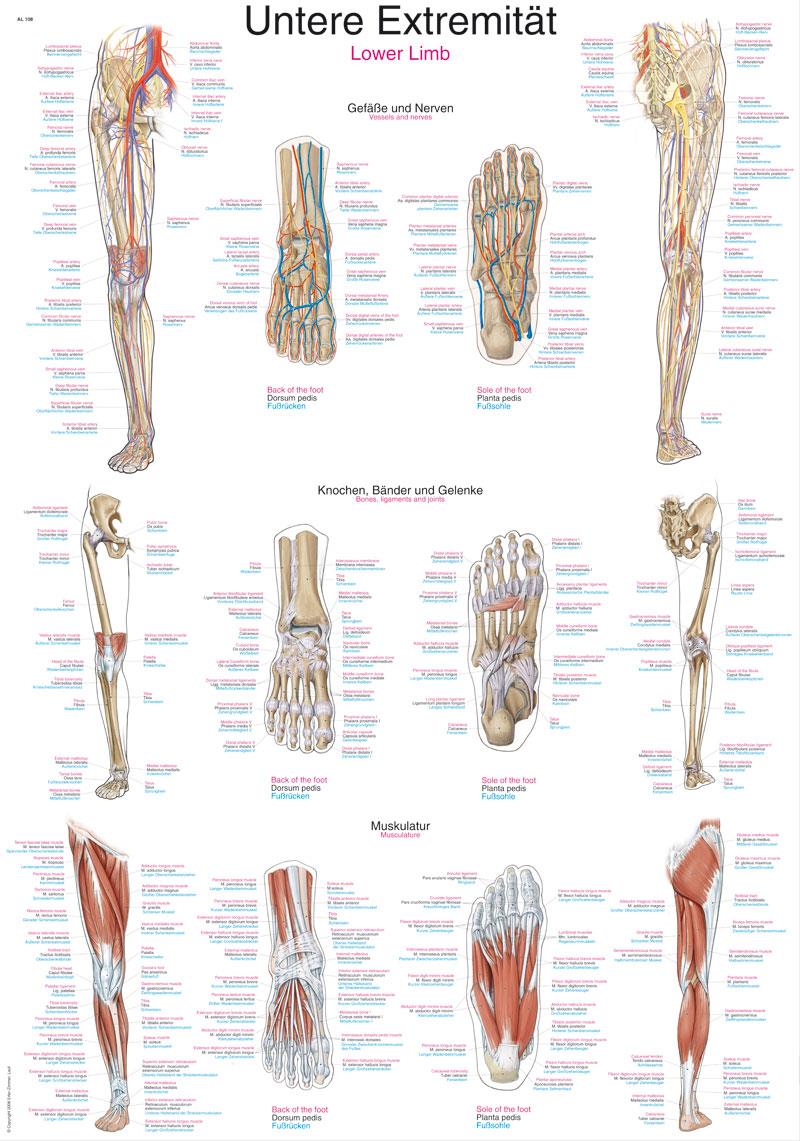 Chart Lower Limb, 70x100cm