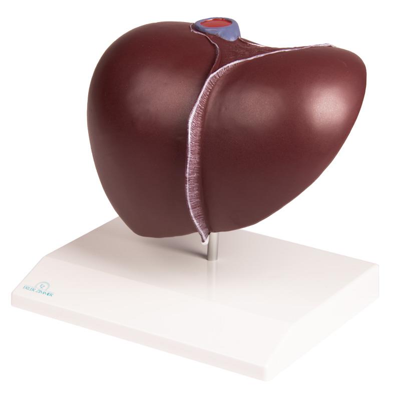 Liver with Gallbladder