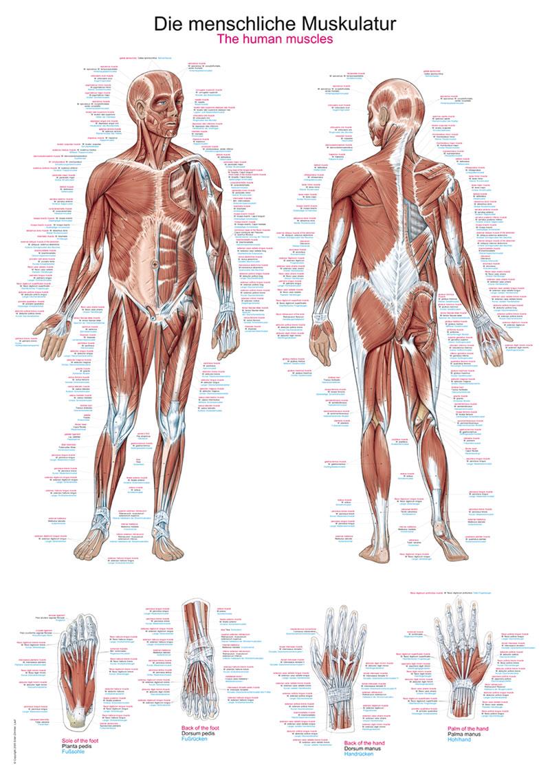 Planche anatomique "La musculature humaine", 70x100 cm