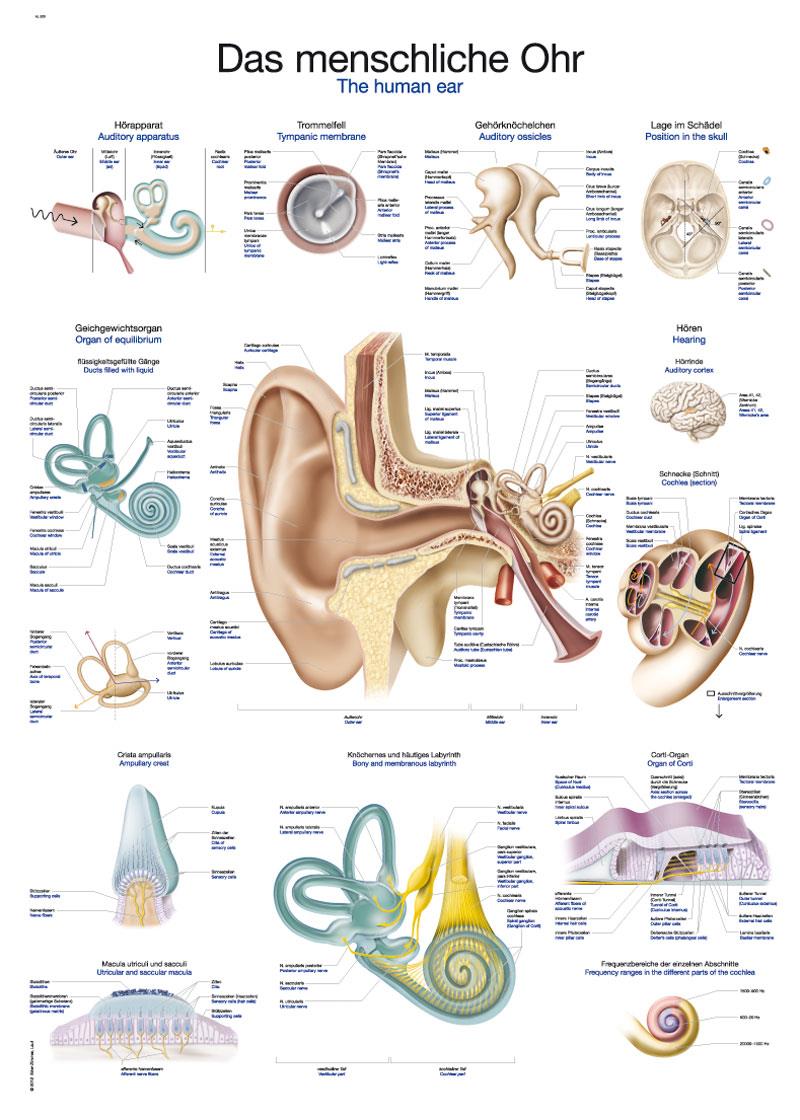 Chart The human ear, 70x100cm