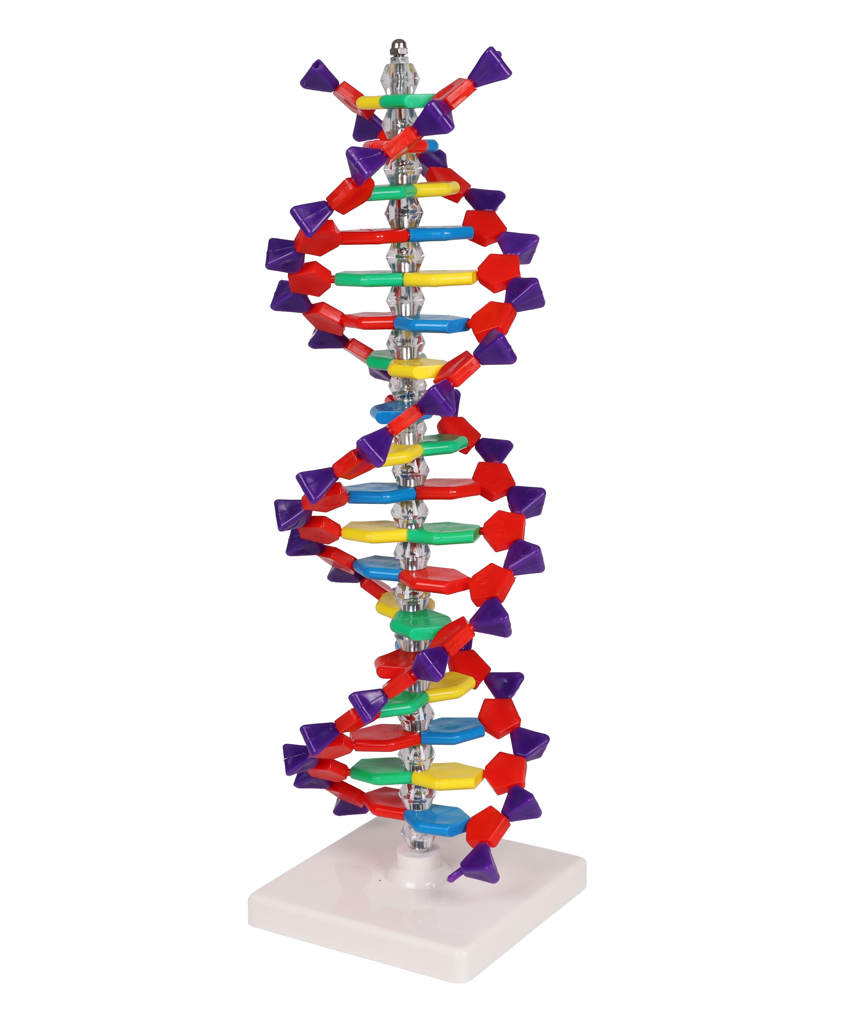DNA-double-helix-2