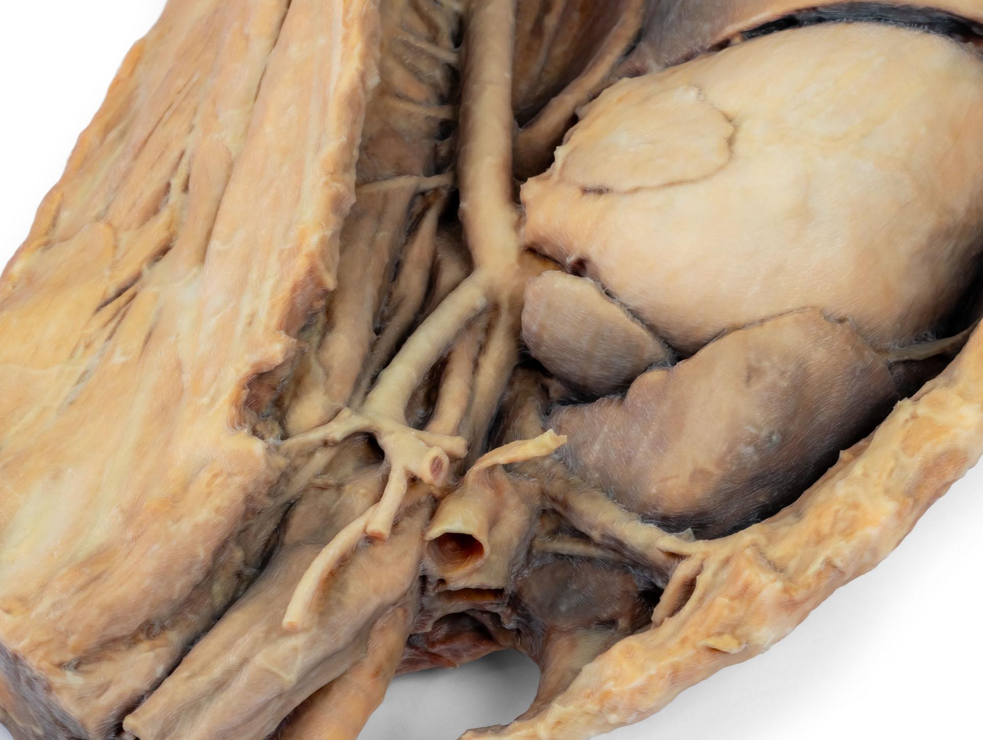 Canine-thoracic-cavity-left-side-6